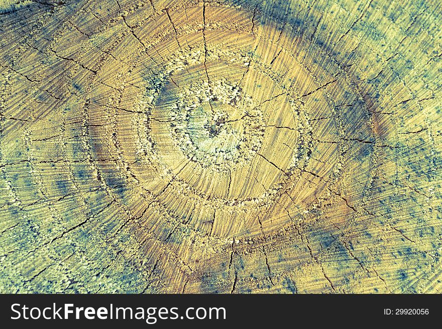 Closeup of Old White Wooden Stump. Tinted Background. Closeup of Old White Wooden Stump. Tinted Background.