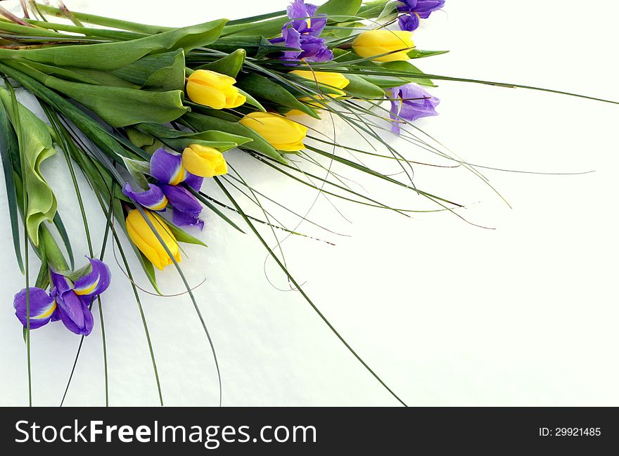 Bouquet of tulips and irises on white snow
