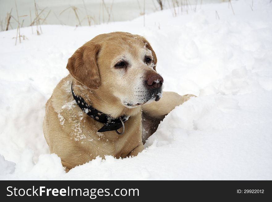 Labrador Retriever and white snow. Labrador Retriever and white snow