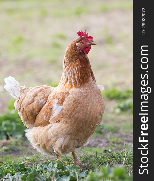 Portrait  Chicken