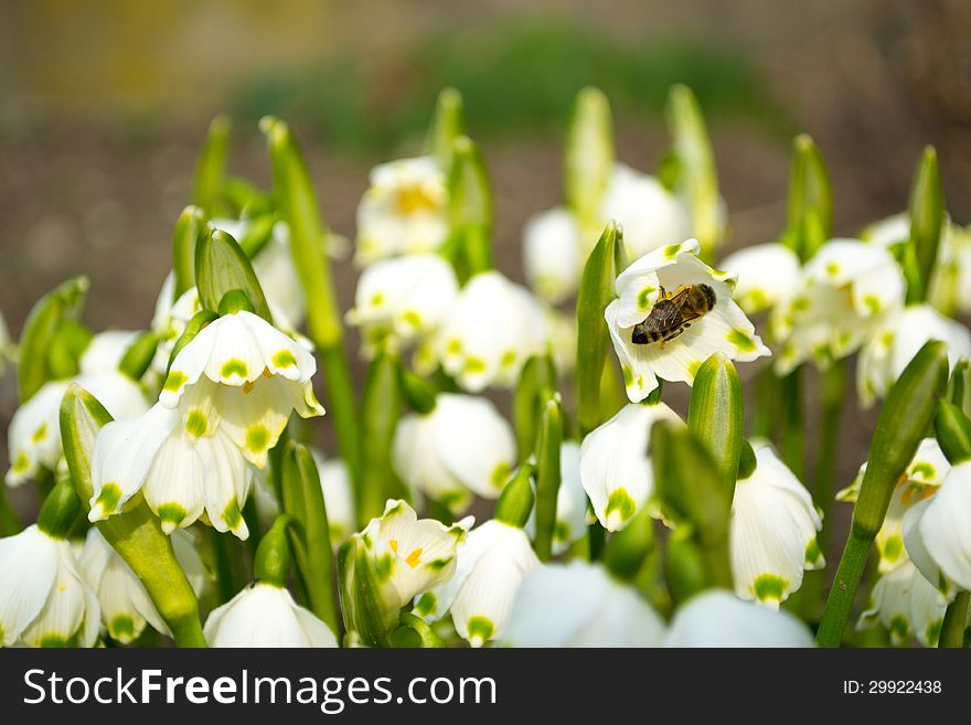 Spring Snowdrop And A Bee In The Garden