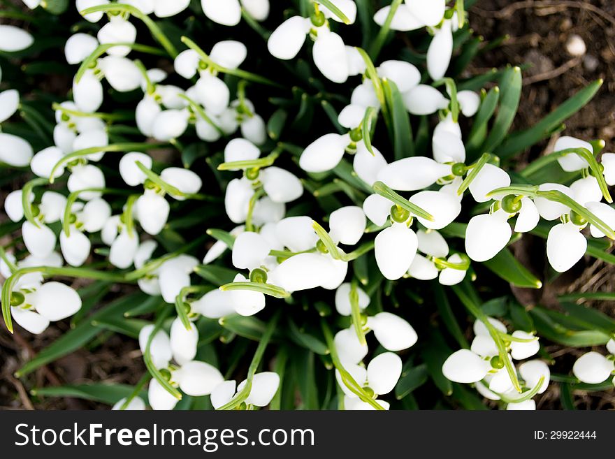 Spring Snowdrop And Green Nature