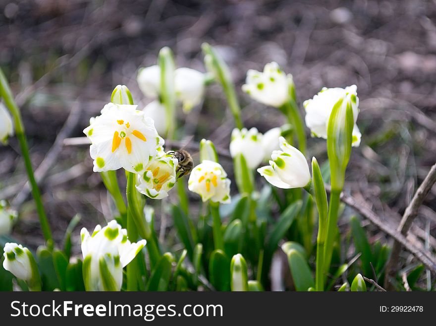 Spring Snowdrop And Bees In The Garden