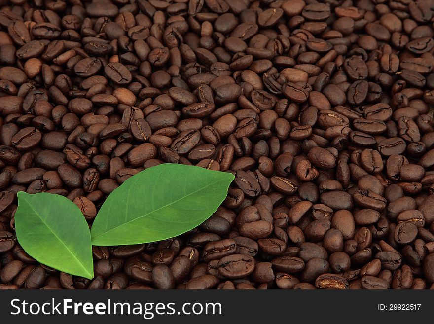 Coffee beans with leaf sprigs forming a background.
