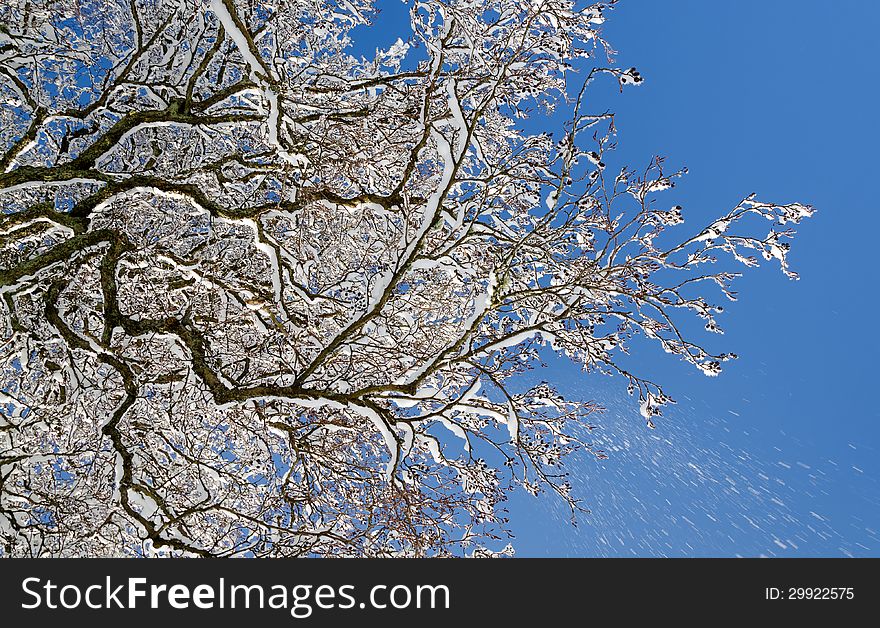 Snow covered tree branches on a blue sky background. Snow covered tree branches on a blue sky background