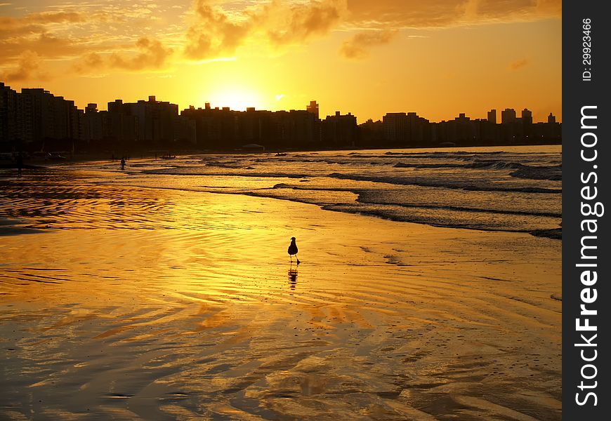 A seagull on the beach during sunrise. A seagull on the beach during sunrise