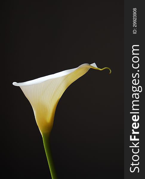 A white arum lily lit from the side on a black background. A white arum lily lit from the side on a black background