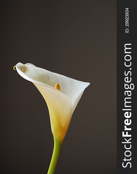 A white arum lily lit from the side on a blank background. A white arum lily lit from the side on a blank background