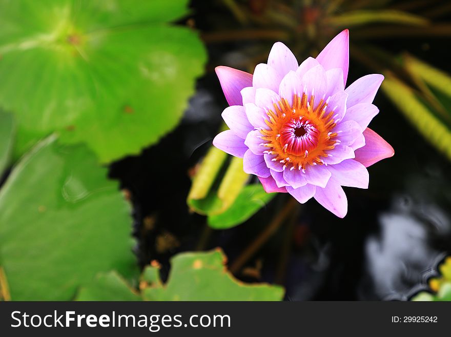 Light purple water lily flower (lotus) and green leaves. Light purple water lily flower (lotus) and green leaves