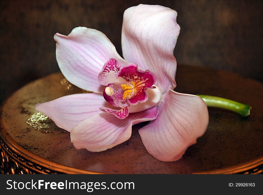 Gorgeous Pink Orchid Flower