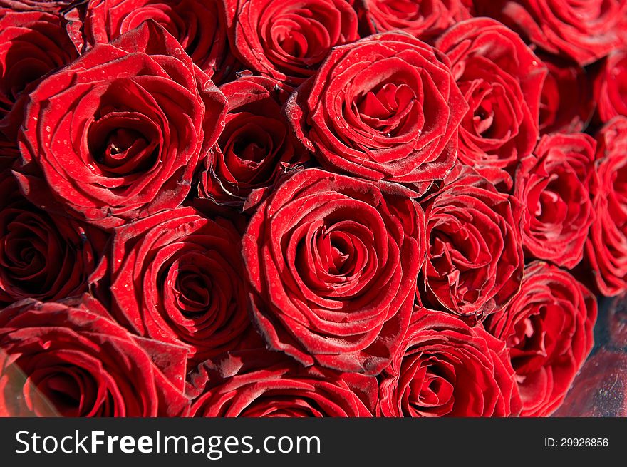 Red roses in big bouquet