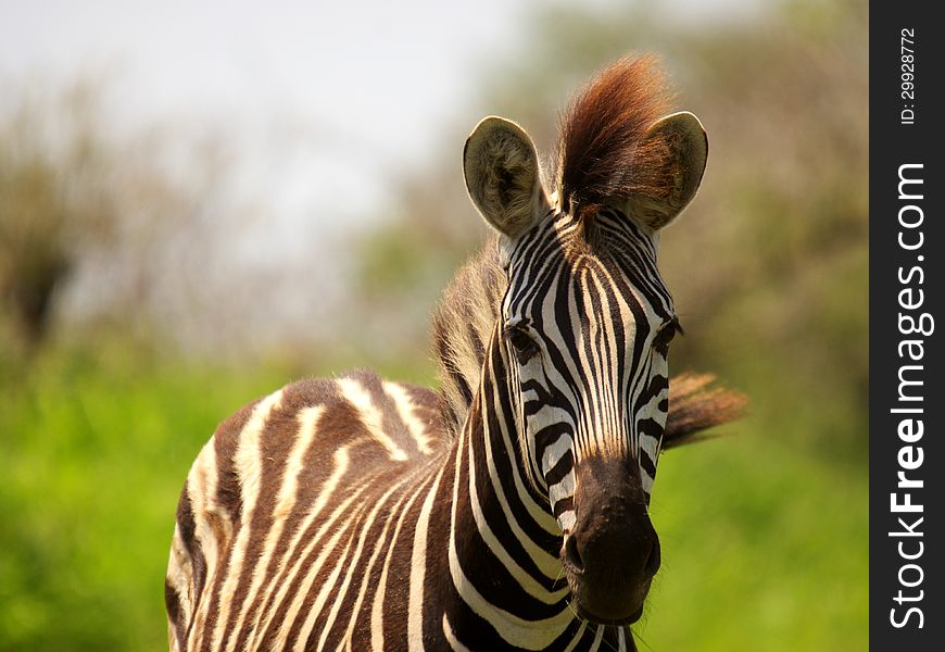 Zebra against the wind in the Kruger National Park. Zebra against the wind in the Kruger National Park