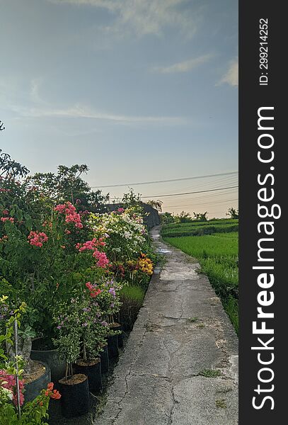 The afternoon view was very beautiful, beautiful flowers and small rice plants. The afternoon view was very beautiful, beautiful flowers and small rice plants