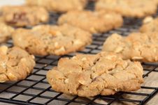 Peanut Butter Cookies Cooling Royalty Free Stock Image Peanut Butter Cookies Cooling Royalty Free Stock Image