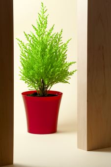 Cypress Stock Images