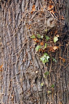 Old Tree Bark Texture Royalty Free Stock Image