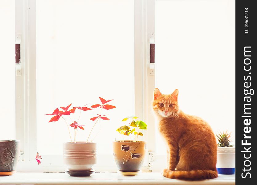 Res Domestic Cat Sitting On A White Window Sill. Res Domestic Cat Sitting On A White Window Sill