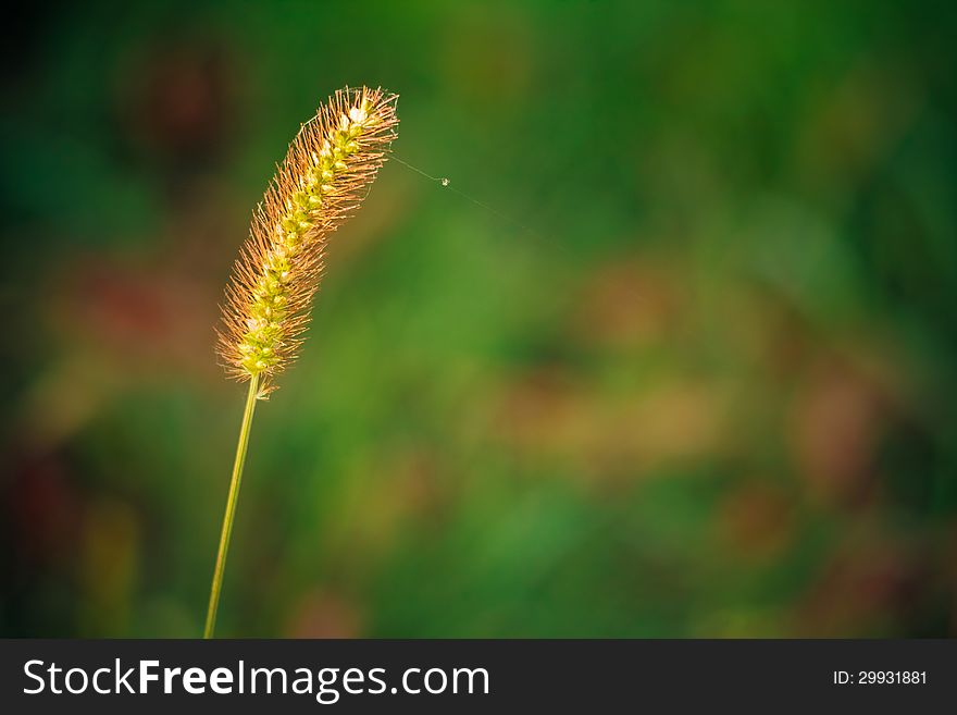 Green macro image of summer grass.