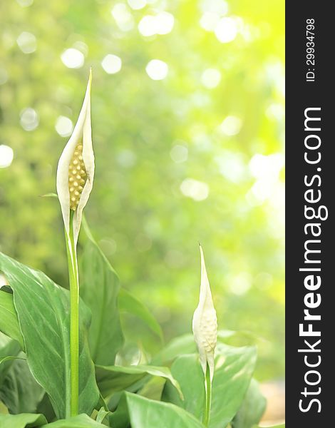 Spathiphyllum with leaves background in the garden (Peace Lily). Spathiphyllum with leaves background in the garden (Peace Lily)