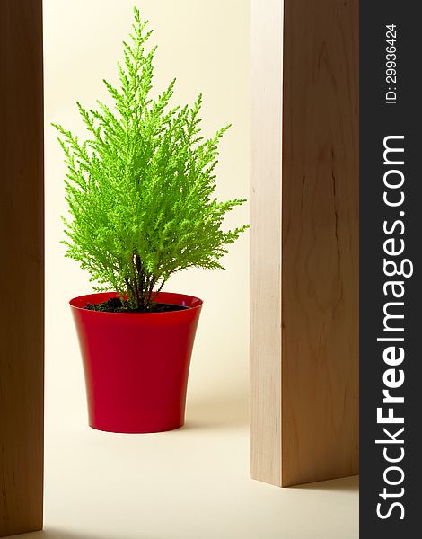 Cypress. Houseplant in a red container on light background