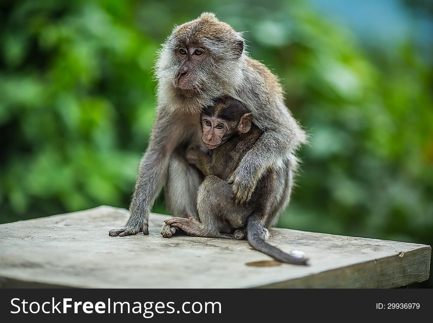 Monkey with a cub on the island of Lombok, Indonesia