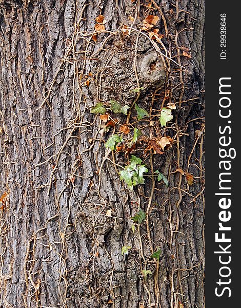 Close-up photo of ivy plant climbing over the rugged texture of an old tree bark. Close-up photo of ivy plant climbing over the rugged texture of an old tree bark.