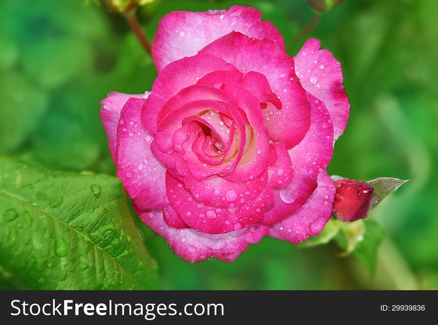 Beautiful pink rose with rain dropletsin a garden