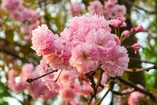 Morning Sakura Bud Stock Image