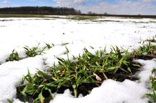 The Wheat Field Is Snow-capped. Early Spring Royalty Free Stock Image The Wheat Field Is Snow-capped. Early Spring Royalty Free Stock Image