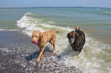 Dogs At The Beach Royalty Free Stock Photo