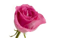 Pink Rose & Droplets Royalty Free Stock Photography