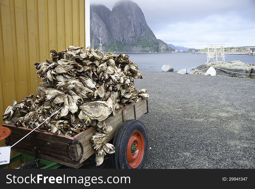 Dry cods heads in Norway fjord
