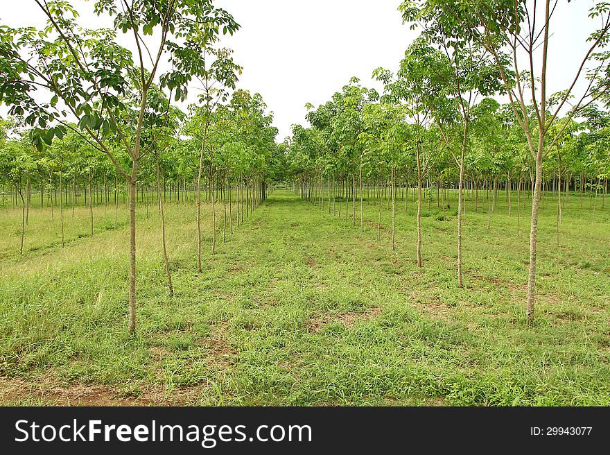 Rubber Plantation