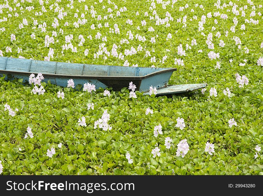 Flowers by Rustic fishing boats & small meet online. Boats moored in the lagoon. Has Hyacinth bloom beautifully. Flowers by Rustic fishing boats & small meet online. Boats moored in the lagoon. Has Hyacinth bloom beautifully