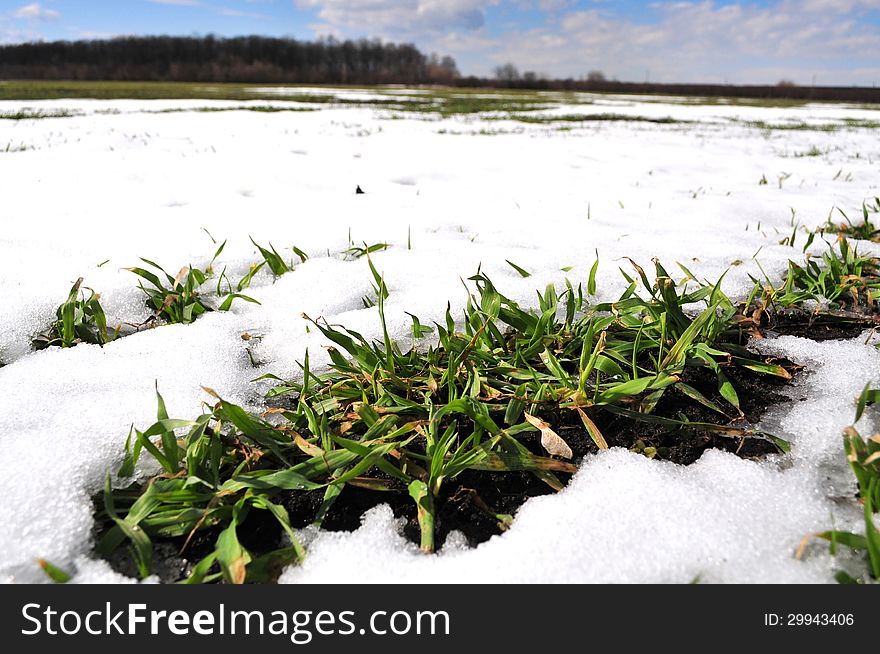 The Wheat Field Is Snow-capped. Early Spring