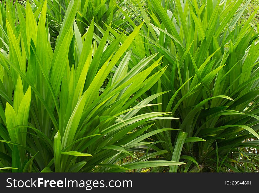 Pandan leaf in the garden