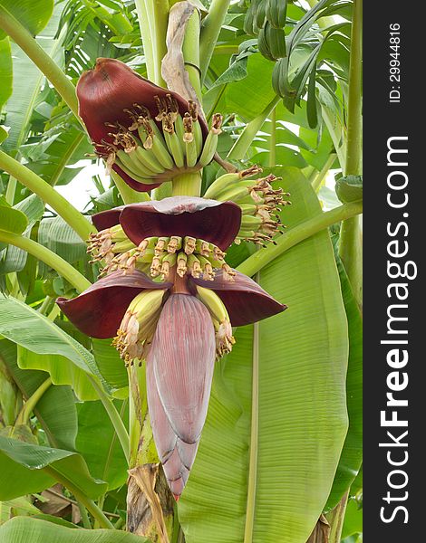 Banana tree with a bunch of bananas. Banana tree with a bunch of bananas