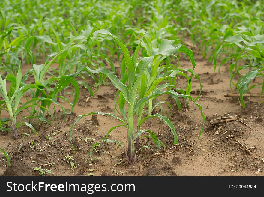 field of corn in thailand