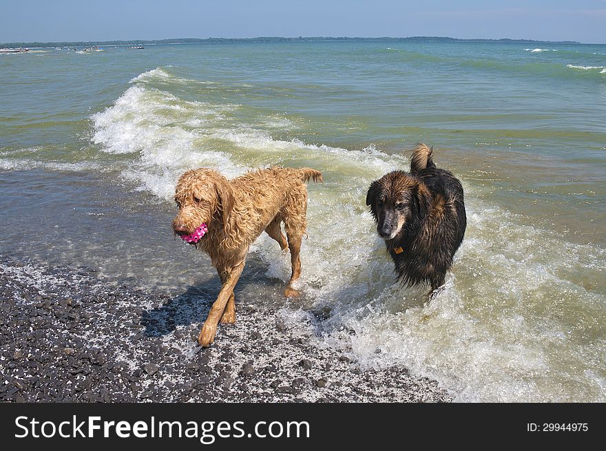 Dogs just coming out of the waves on Lake Ontario after playing ball. Dogs just coming out of the waves on Lake Ontario after playing ball