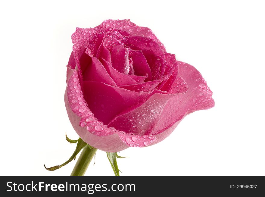 Pink rose & water droplets on white background. Pink rose & water droplets on white background