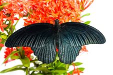 Great Mormon &x28;Papilio Memnon Agenor&x29; Butterfly Stock Image