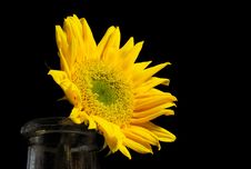 Bright Sunflower In An Old Bottle On A Black Background Royalty Free Stock Photography Bright Sunflower In An Old Bottle On A Black Background Royalty Free Stock Photography