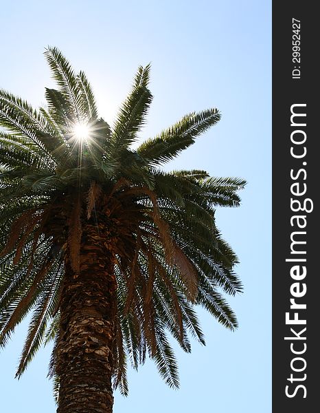 Sunlight through a palm tree in the blue sky