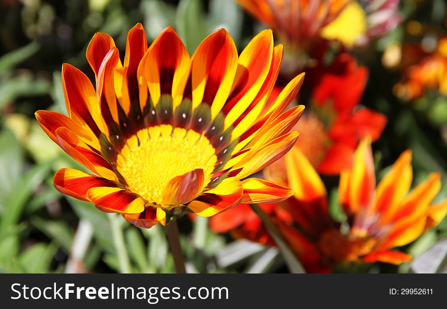 Summer flowering Gazania rigens in a house garden. Summer flowering Gazania rigens in a house garden.