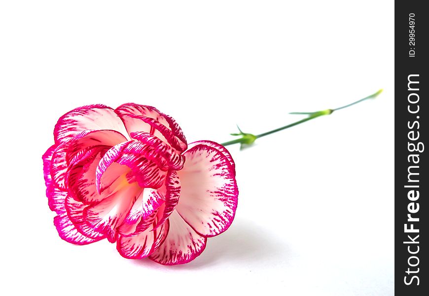 Pink Carnation isolated on white background