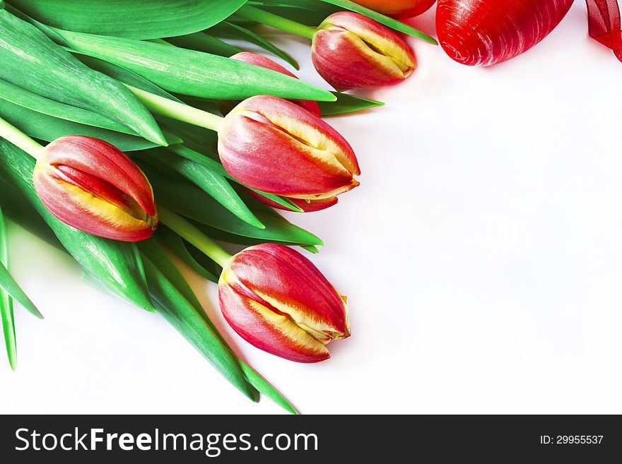 Beautiful red tulips, spring flowers. Beautiful red tulips, spring flowers