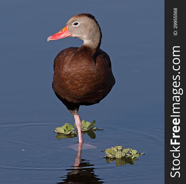 Whistling Duck, standing in pond. Profile head from back. Whistling Duck, standing in pond. Profile head from back.