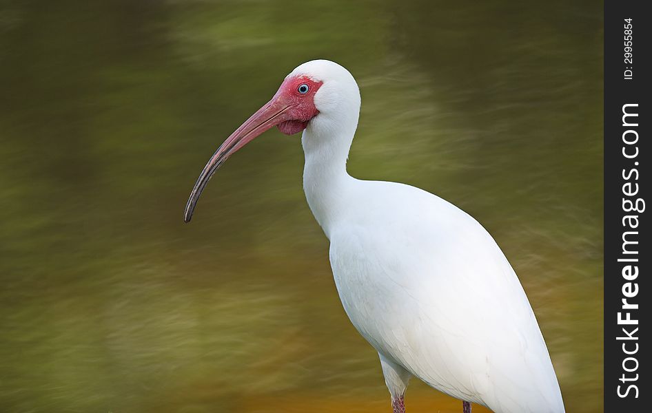 White ibis head shot, green river background