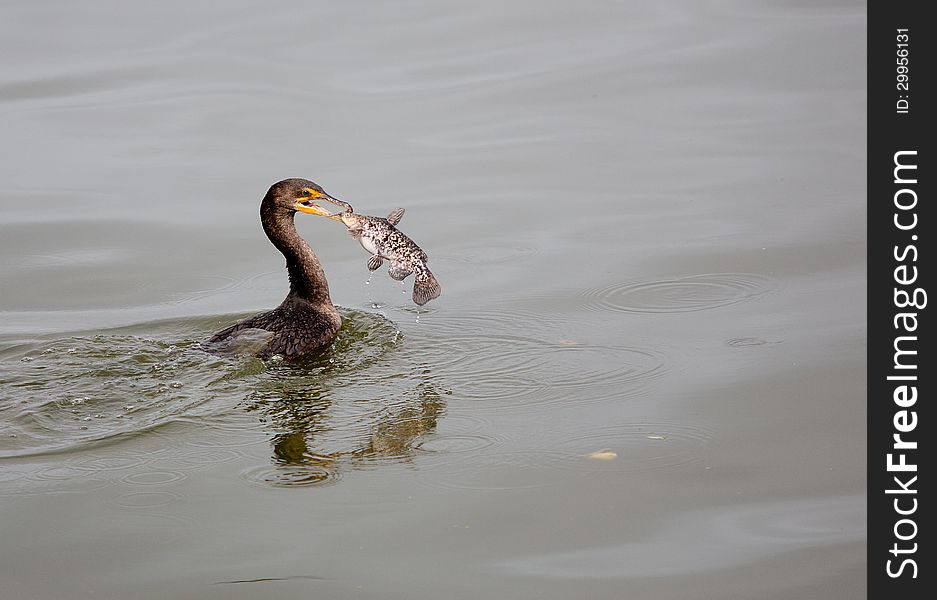 Cormorant holding fish, face to face, in Florida. Cormorant holding fish, face to face, in Florida.