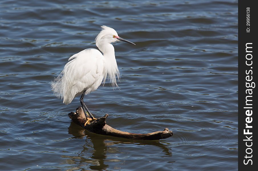 Snowy Egret